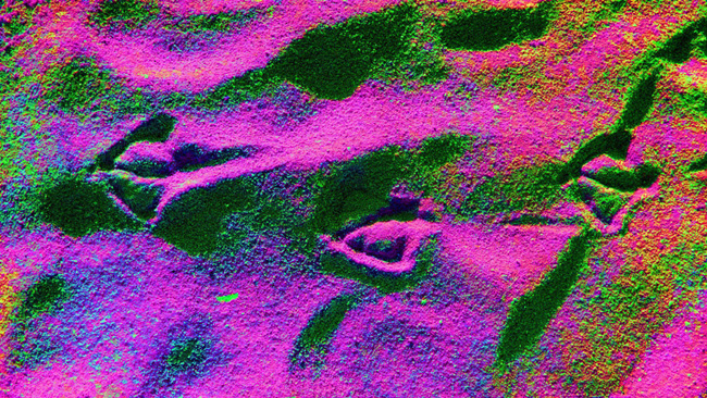 Footprints of Flamingos